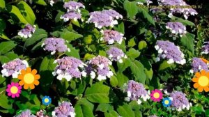 Гортензия шершавая Макрофилла. Краткий обзор, описание характеристик hydrangea aspera Macrophylla