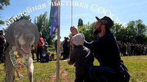 90я выставка охотничьих собак в саратовской области