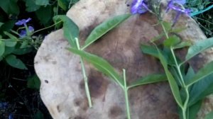 Флоксы разведение.Phloh.Советы огородникам.