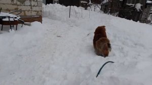 Тибетский мастиф. Содержание и уход.