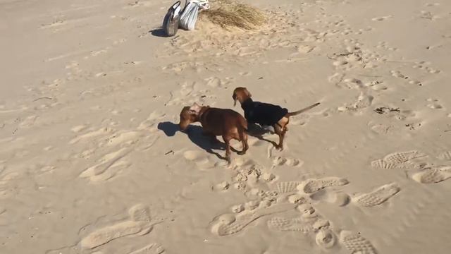 Уши по воздуху смотреть онлайн