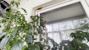 Острый перец "Блэйд F1" на балконе: снимаю первый урожай