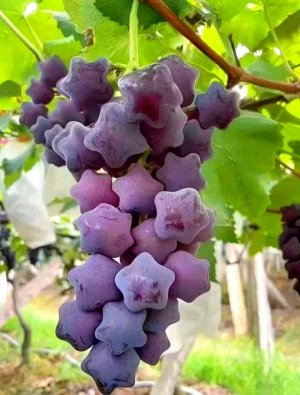 вегетирующие саженцы