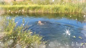 Новопавловка.Оренбургская область.Мой дальний берег детства ,где звучит аккордеон.