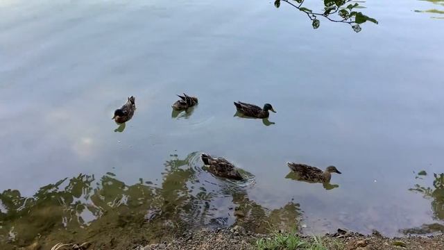 Калиновое озеро горы. Хоста Рико. Плантация чая. смотреть онлайн