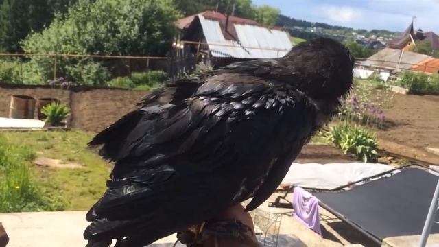 Реакция вОрона на воду / Первая ночь в вольере / Гоша греется на солнце смотреть онлайн