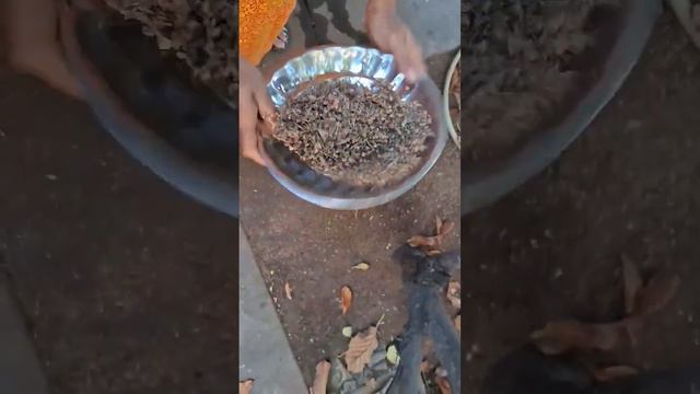 சப்ஜா விதைகள் அறுவடை Sabja Seeds Harvest | #harvesting #homegarden #sabjaseeds #medicinalplant