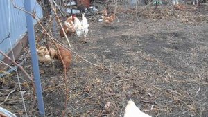 яичный кросс Ломан Браун(коричневый) начали нестись в 6 месяцев