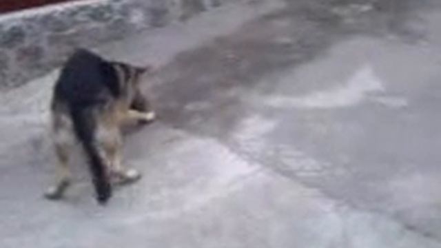 Говорящая Собака футболист :) смотреть онлайн