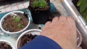 Молодило, размножение детками.