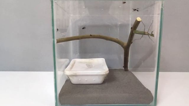 Что будет если Богомолу дать сразу 1000 мух? ЗРЕЛИЩНОЕ ВИДЕО смотреть онлайн