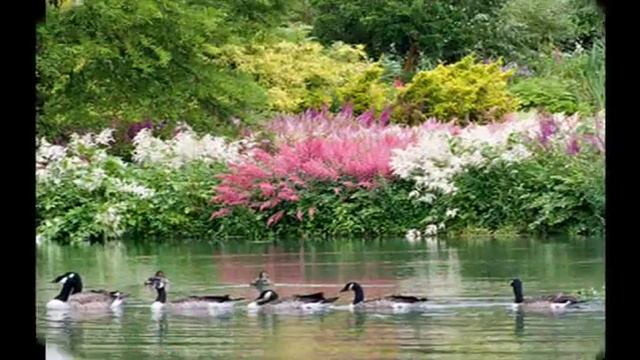 Астильба украсит тенистый угол вашего сада смотреть онлайн