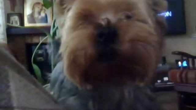 Йоркширский терьер Пьер смотреть онлайн