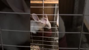 Свиной корм кроликам