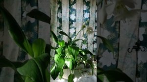 Эухарис. Цветение. Как ухаживать, чем кормить.