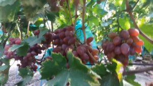Виноград Фаэтон (Grapes Phaeton)