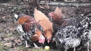 Ливенские ситцевые в качестве