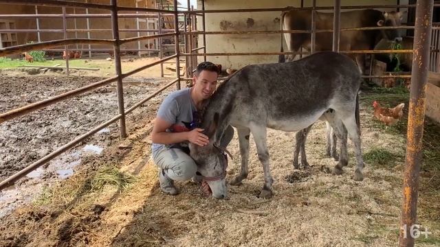 Кола родила! Ослик Сава - новый житель Экофермы Захаровых смотреть онлайн