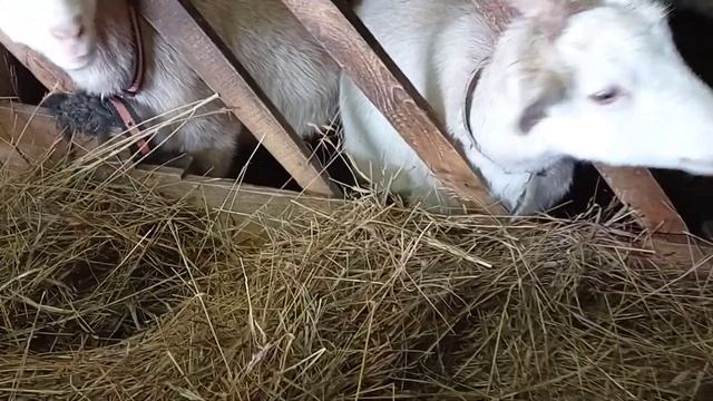 Как правильно сделать кормушки козам смотреть онлайн