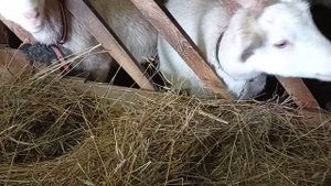 Как правильно сделать кормушки козам