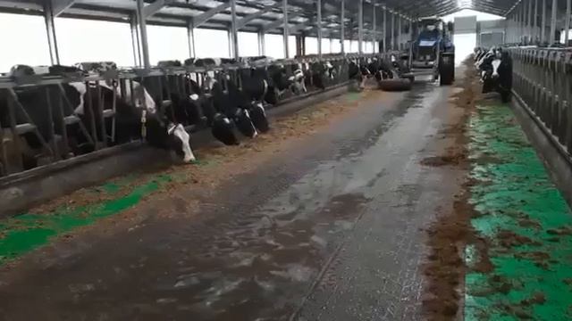 Подталкивание корма трактором. Луг Здоровья. Полимерное покрытие кормового стола.