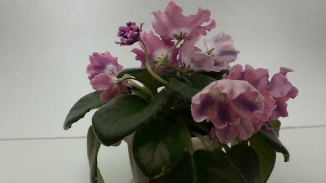 Фиалка DS Пинка. Первое цветение смотреть онлайн