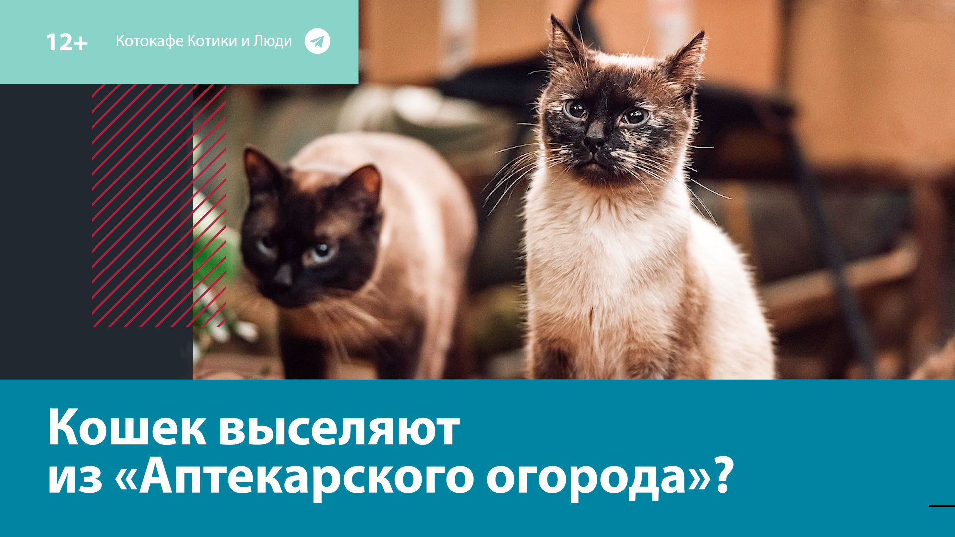 Активисты просят защитить кошек из «Аптекарского огорода» – Москва FM