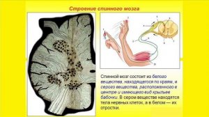 Строение и функции спинного мозга