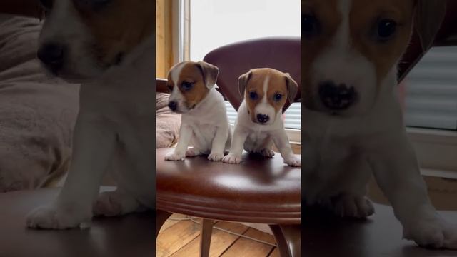 Щенки Джек Рассел терьера ? смотреть онлайн