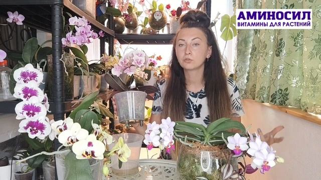 Почему орхидея не цветет? - смотрим в корень советует Ирина Давтян. Мир орхидей с АМИНОСИЛ