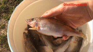 Вяленая рыба