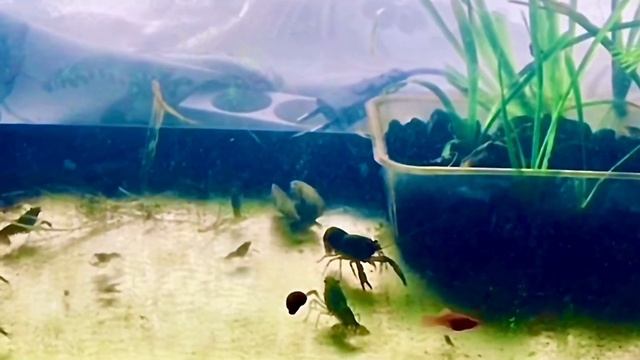 Аквариумный Мраморный Рак смотреть онлайн