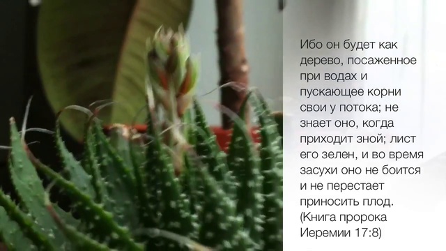 Цветущий алоэ 02/08/2013 смотреть онлайн