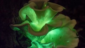 Bioluminescent Mushrooms!