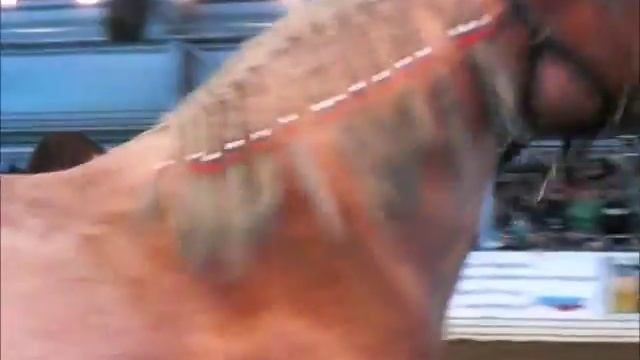 Шайр. Шайрская порода лошадей. Иппосфера 2014. смотреть онлайн