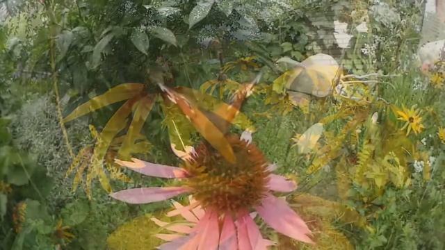 Бабочки и шмели съёмка 120 кадров сек. 120 fps Butterfly смотреть онлайн