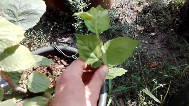 Размножение Фундука(Трапезунд и др.) в горшках 3 смотреть онлайн