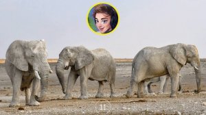 В ПЕРВЫЕ УВИДЕЛ СЛОНА I ЗАГАДКИ ПРО СЛОНОВ от А4