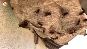 Мощная атака шершня во время испытаний комбинезона.