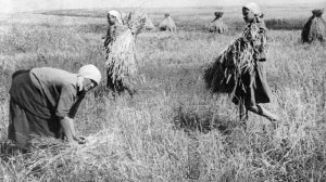 Виртуальная экскурсия «Земледелие в жизни сибирских крестьян»