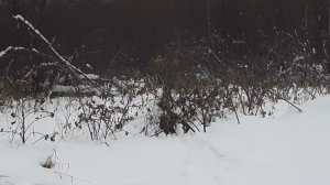 Ловля певчих птиц 2.1.2022 год.