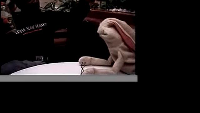 Zappa singer NAPOLEAN MURPHY BROCK interviewed смотреть онлайн