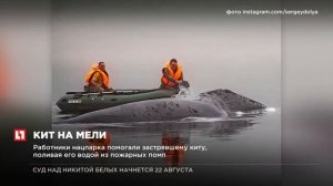 13-метровый гренландский кит застрял на мелководье в Хабаровском крае
