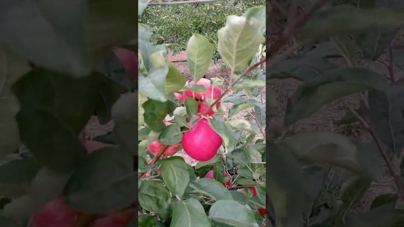 яблоня сорт Рассвет