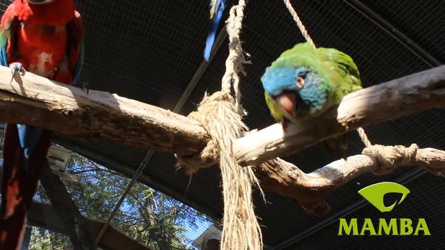 NOMINATED BY THE COMMUNITY - BRAINY BIRDS смотреть онлайн