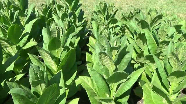 Полив дали, Пошел в Рост. смотреть онлайн