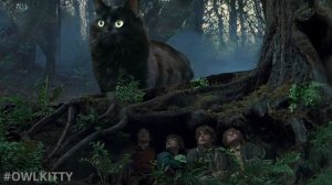 Lord of the Rings + My Cat