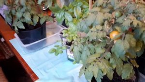 03.03.2018 ЗРЕЮТ ТОМАТЫ РЕД РОБИН(82 ДНЯ СО ДНЯ ПОСЕВА). ОБЗОР БАЗИЛИКА.