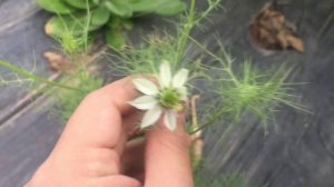 흑종초 (니겔라) 키우기 nigella flower