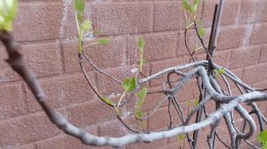 Инжир из семян плодоносит!!!